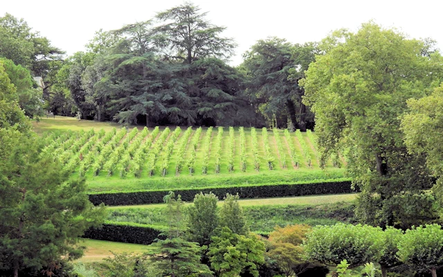 Château de Brissac Vineyard