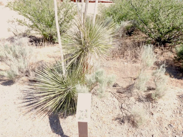 Petroglyph National Monument Image Gallery