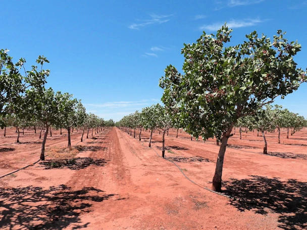 Pistachio Grove