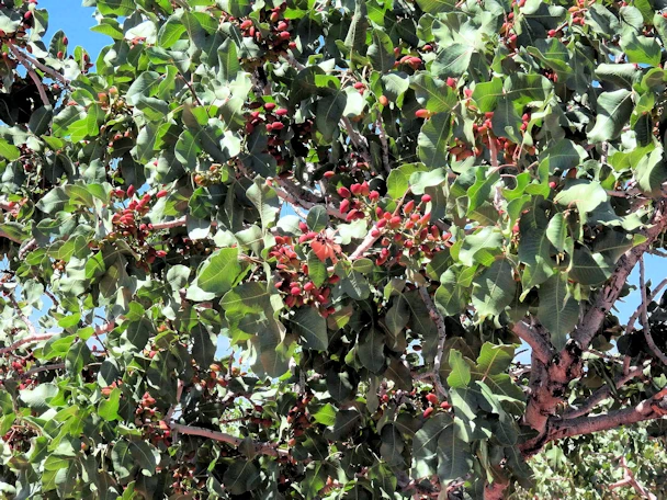 Pistachio Grove