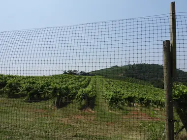 Vineyards Area