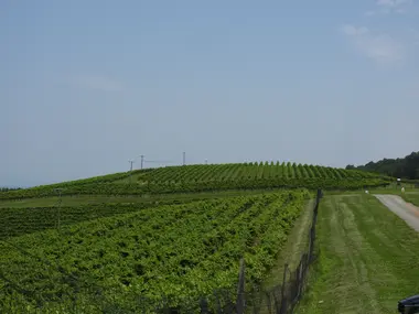 Vineyards Area